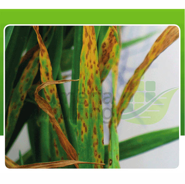 Helmintosporióza pšenice – nepoznaná, ale nebezpečná choroba