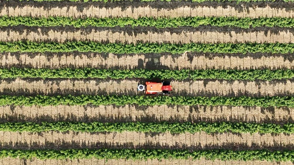 Top view of powder application in the vineyard rows